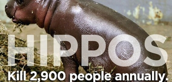アフリカ全体で毎年2,900人がカバによって殺されるというデータがあります。